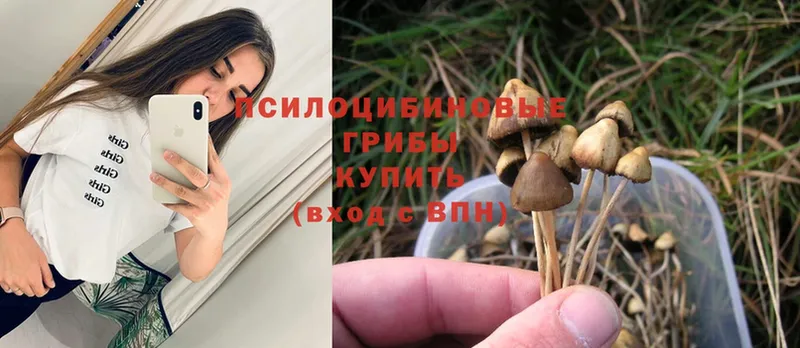 Псилоцибиновые грибы Magic Shrooms  магазин продажи наркотиков  Стрежевой 